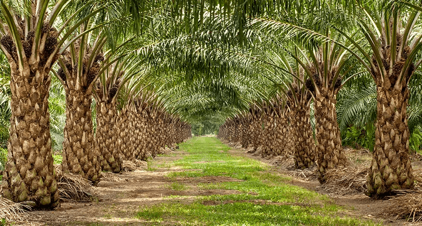 palm oil.png